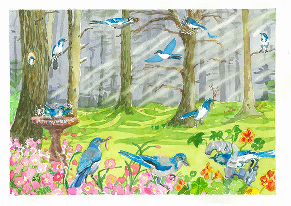 Signs of Jays Illustration