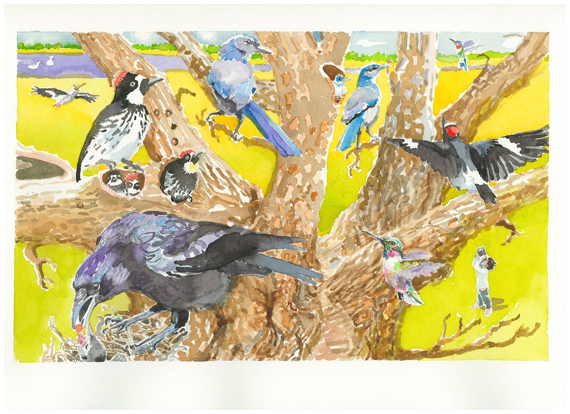 Ducks in my Bathtub Illustration